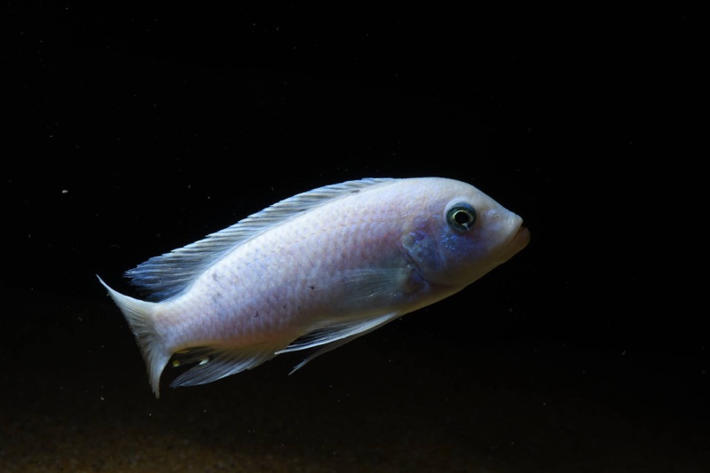 Maylandia callainos 'Chidunga Rocks'